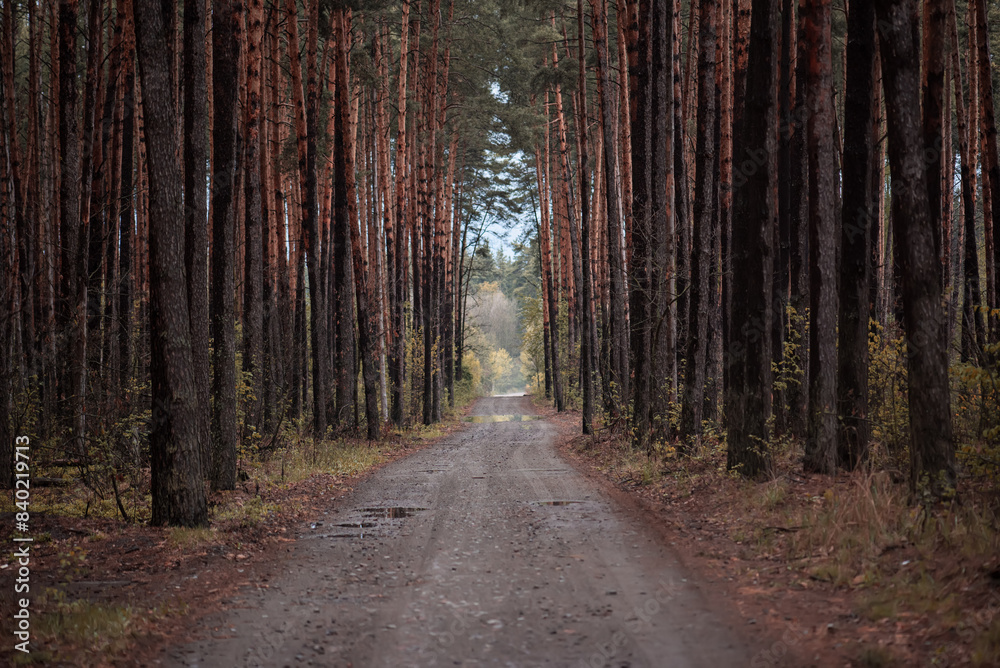 Dark moody forest Dark moody forest