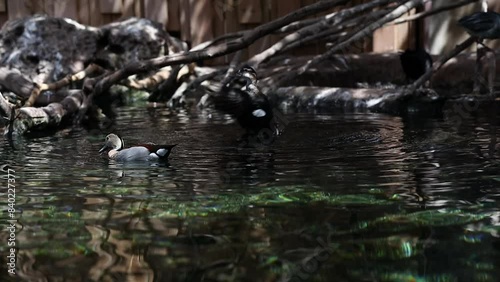 Duck Swimming in Pond in Zoological Park. Aquatic Bird in the Water. photo