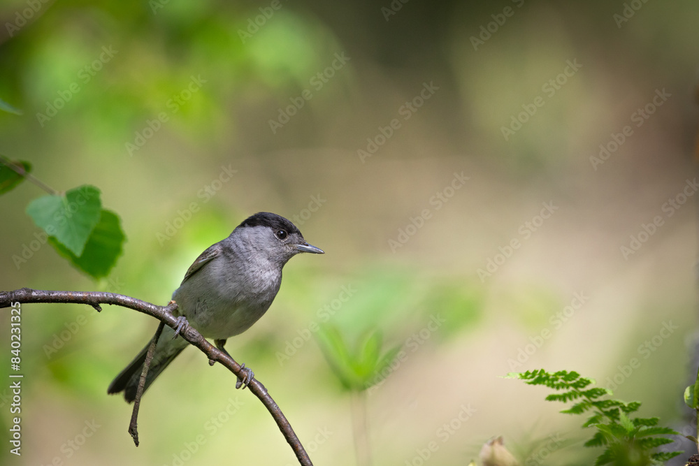 Bird - male Blackcap Sylvia atricapilla spring time, Poland Europe Bird - male Blackcap Sylvia atricapilla spring time, Poland Europe