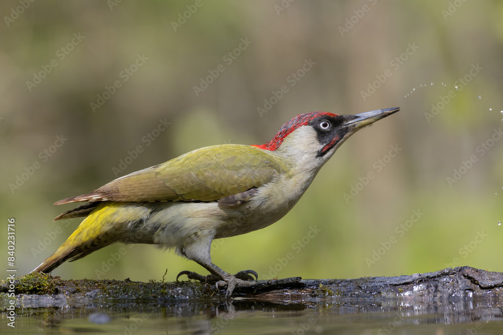 Bird - Green woodpecker Picus viridis on forest pond, bird drinking water, wildlife Poland Europe