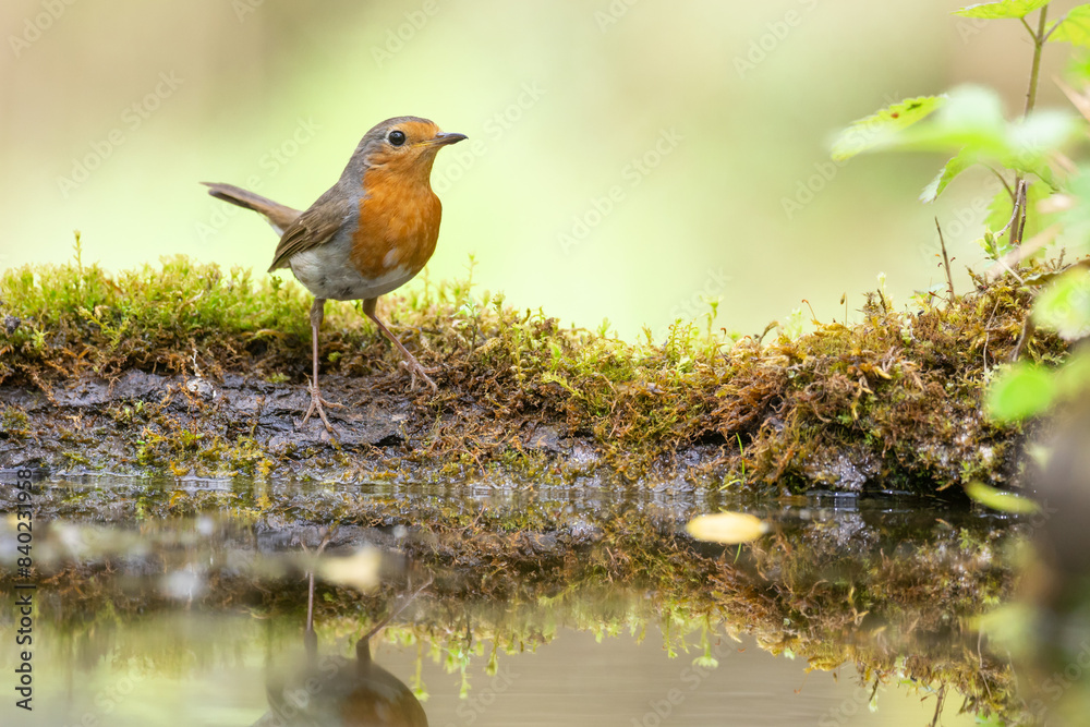 Bird Robin Erithacus rubecula, small bird in forest puddle, spring time in Poland Europe Bird Robin Erithacus rubecula, small bird in forest puddle, spring time in Poland Europe