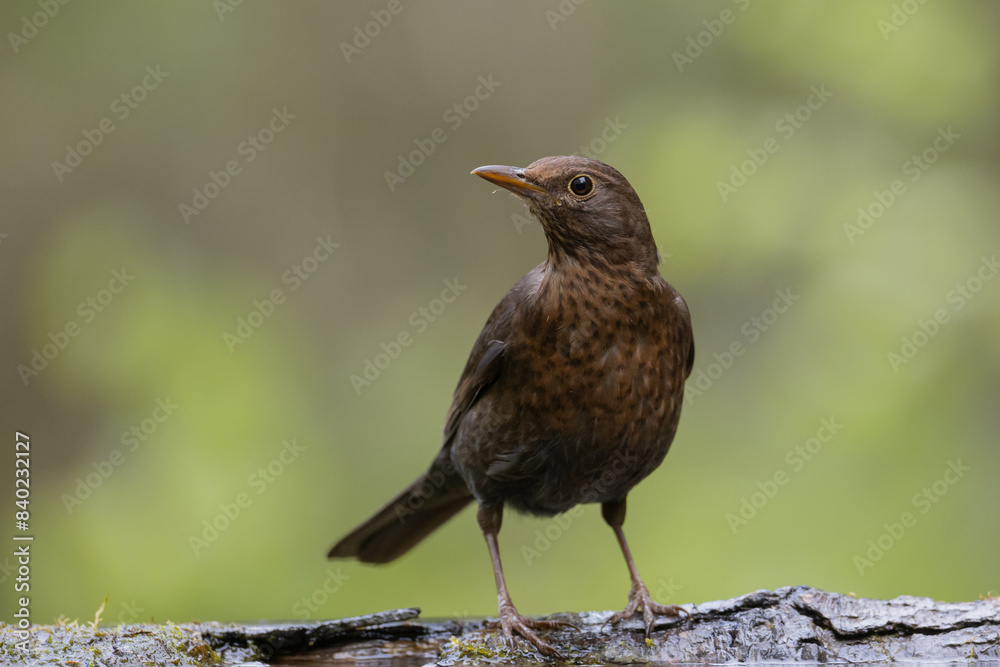female Blackbird Turdus merula on the forest puddle amazing warm light sunset sundown female Blackbird Turdus merula on the forest puddle amazing warm light sunset sundown