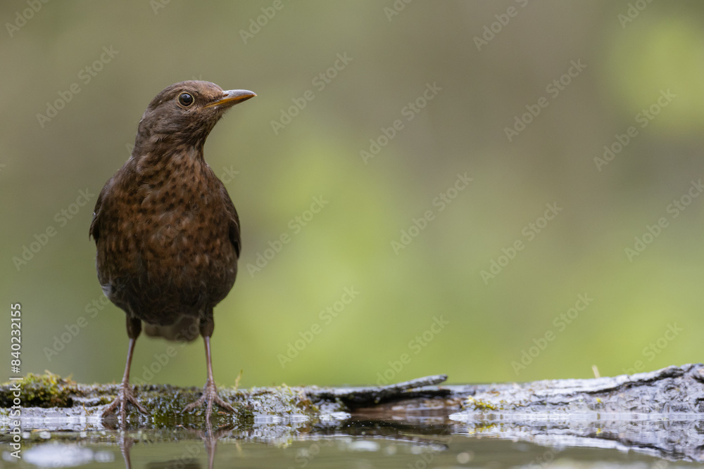 female Blackbird Turdus merula on the forest puddle amazing warm light sunset sundown female Blackbird Turdus merula on the forest puddle amazing warm light sunset sundown