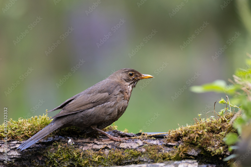 female Blackbird Turdus merula on the forest puddle amazing warm light sunset sundown female Blackbird Turdus merula on the forest puddle amazing warm light sunset sundown