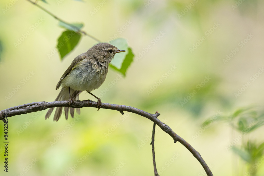 Fototapeta premium Small bird - Willow warbler Phylloscopus trochilus perched on tree, spring time 