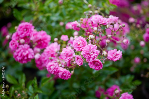 close up with a beautiful rose bouquet in a garden