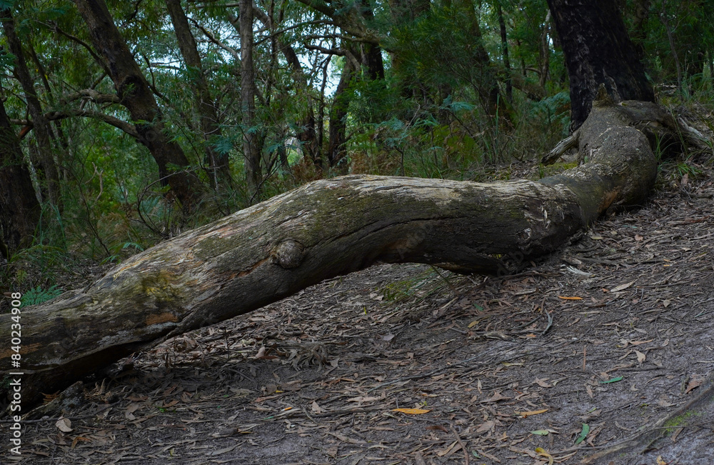 scenic shots of lush forest in Australia scenic shots of lush forest in Australia