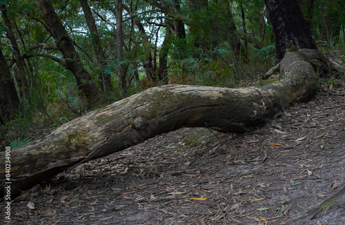 scenic shots of lush forest in Australia