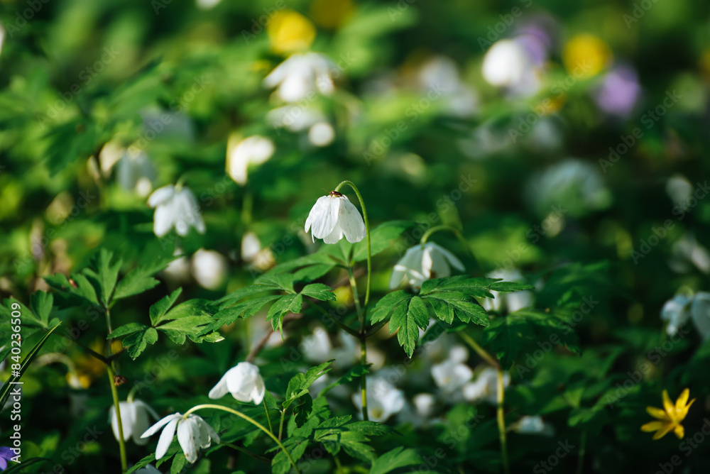 White anemone flowers growing in spring forest, natural seasonal background White anemone flowers growing in spring forest, natural seasonal background