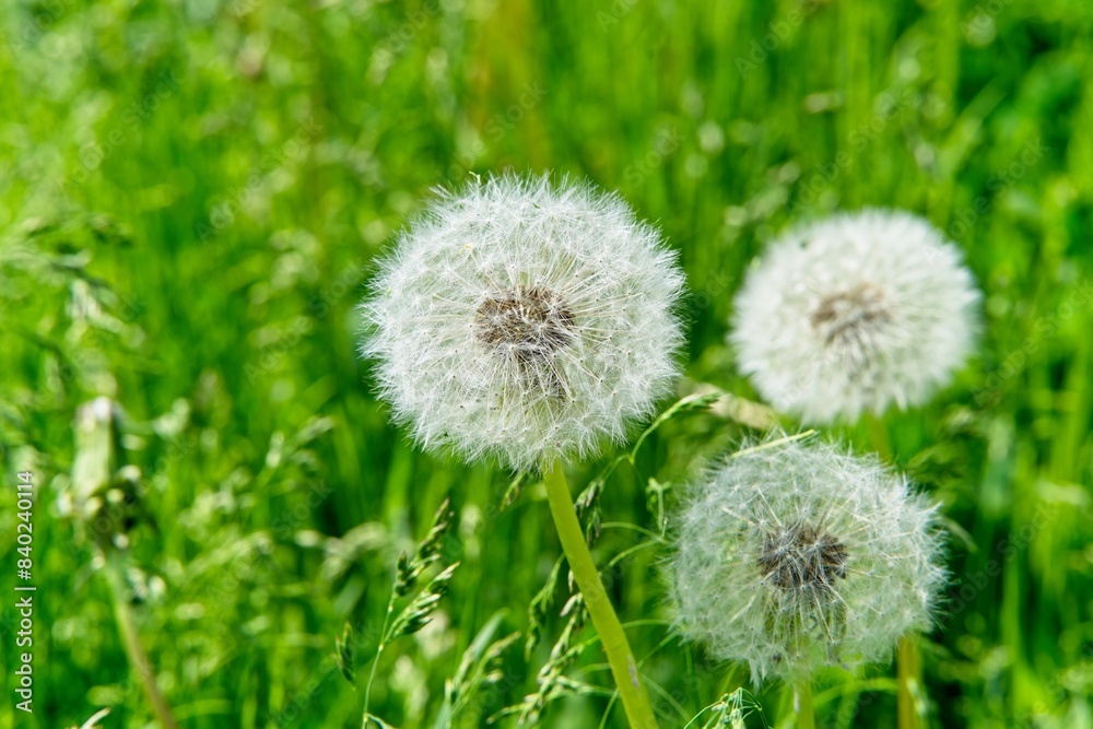 White caps of ripe dandelions against a background of green lawn. White caps of ripe dandelions against a background of green lawn.