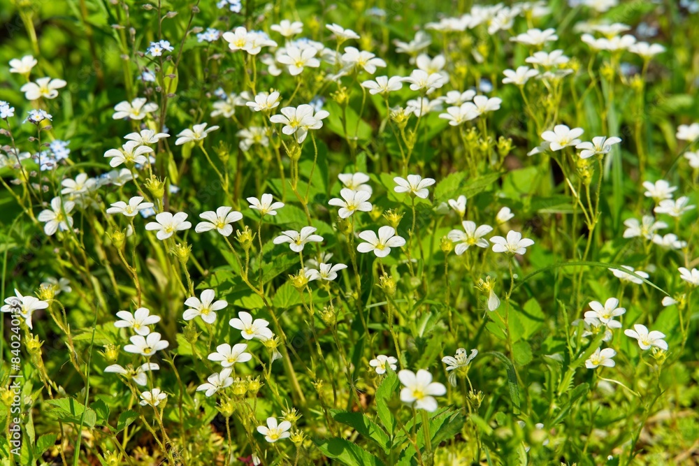 Fototapeta premium Blooming moss with white flowers on an alpine slide in summer. 