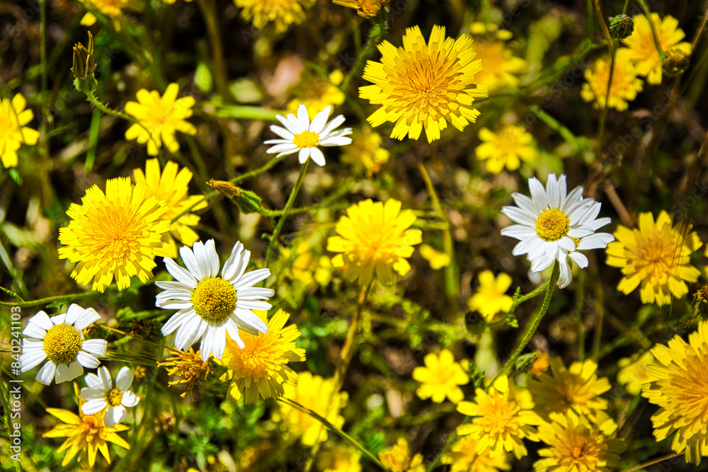 Obraz premium Detail of a field with daisy and dandelion flowers (taraxacum officinale).