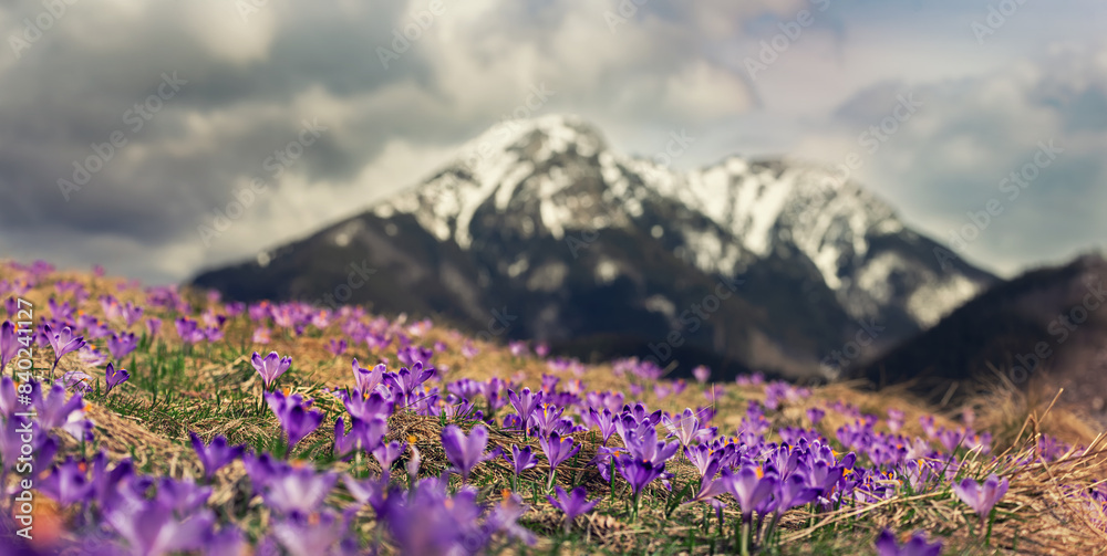 Obraz premium Dolina Chocholowska with blossoming purple crocuses or saffron flowers,Tatra mountains, Poland.
