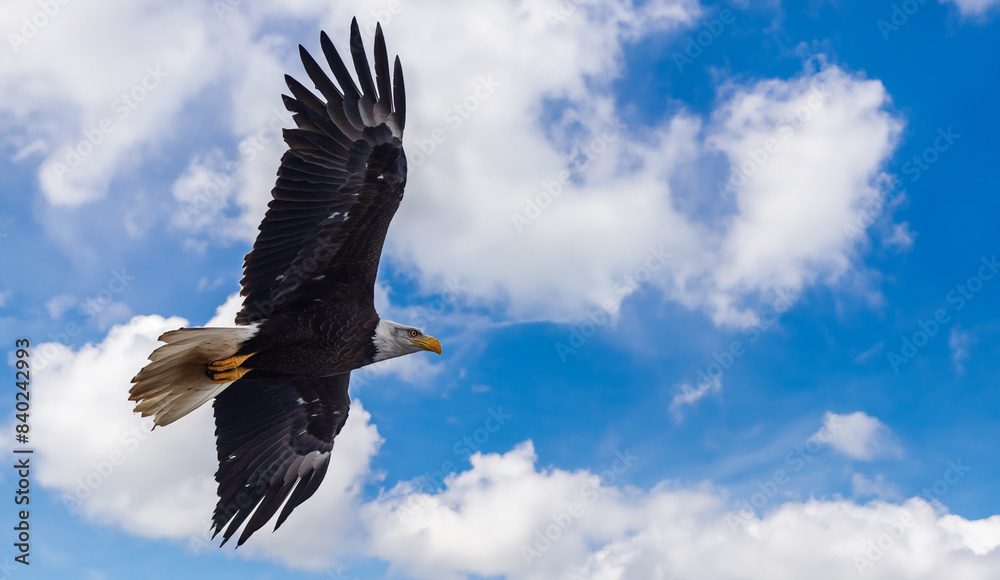 Naklejka premium Eagle with the sky as background