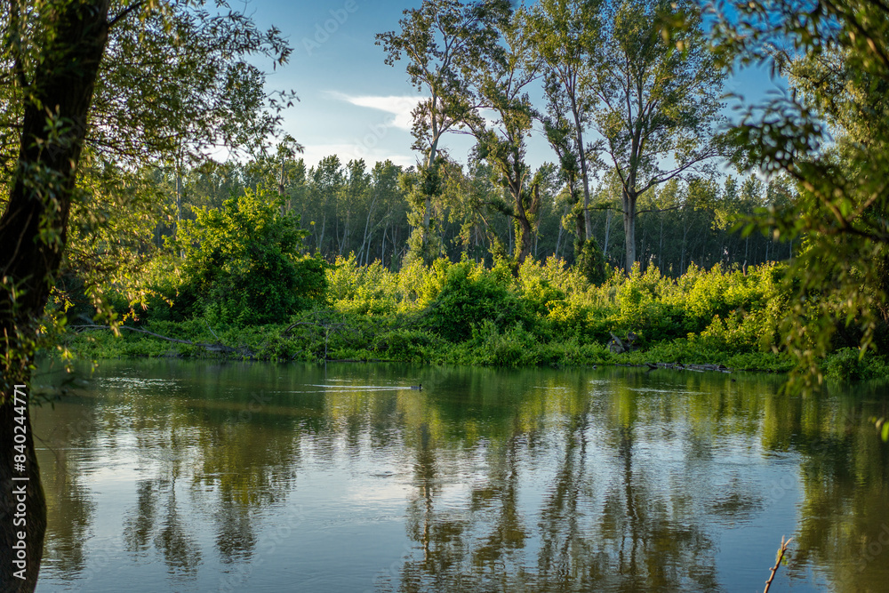 River bank in summer, beautiful landscape, trees reflected in the water River bank in summer, beautiful landscape, trees reflected in the water