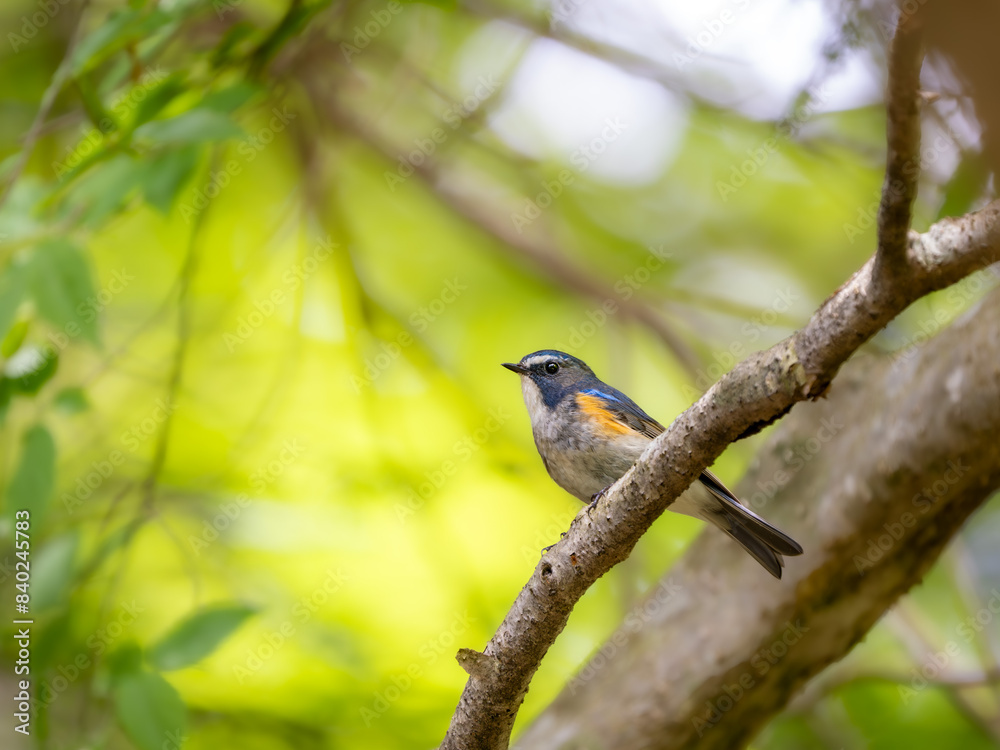 Fototapeta premium 森の中で静かに枝に留まっているルリビタキの雄