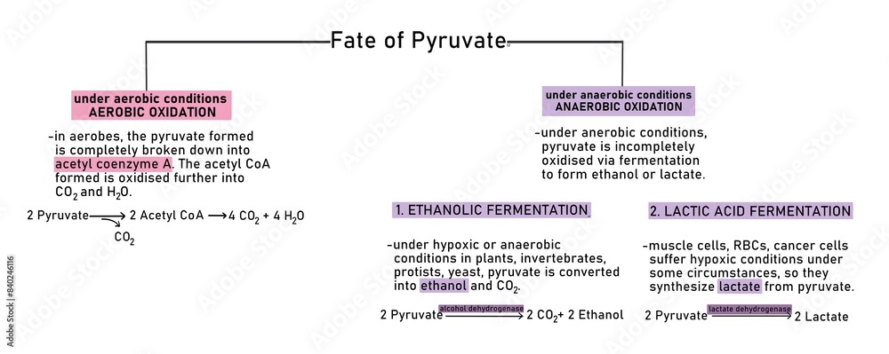 The two pyruvate molecules formed at the end of glycolysis can be aerobically or anaerobically broken down into acetyl coenzyme A (aerobic fermentation) into lactate (via anaerobic fermentation)
The two pyruvate molecules formed at the end of glycolysis can be aerobically or anaerobically broken down into acetyl coenzyme A (aerobic fermentation) into lactate (via anaerobic fermentation)