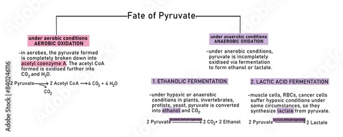 The two pyruvate molecules formed at the end of glycolysis can be aerobically or anaerobically broken down into acetyl coenzyme A (aerobic fermentation) into lactate (via anaerobic fermentation)
