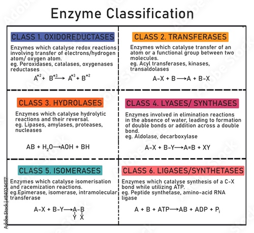 Enzymes are classified into 6 classes- oxidoreductases, transferases, hydrolases, lyases, isomerases and ligases.
