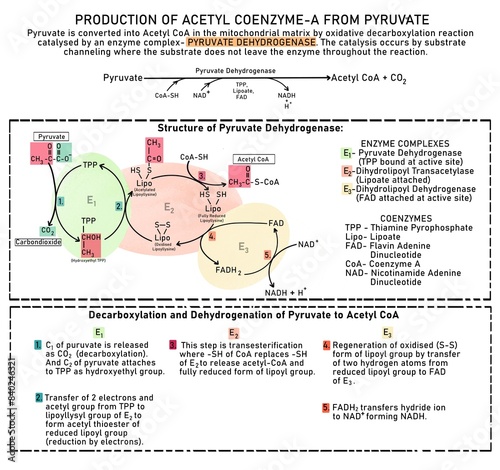 Pyruvate is converted into Acetyl CoA in the mitochondrial matrix by oxidative decarboxylation reaction catalysed by an enzyme complex- PYRUVATE DEHYDROGENASE. The catalysis occurs by substrate channe
