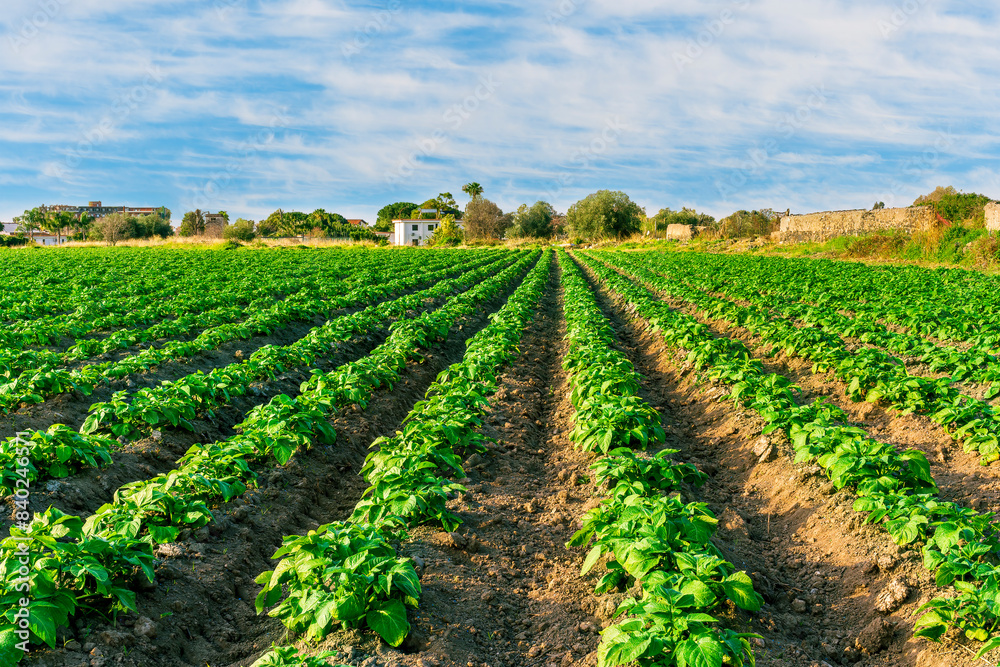 beautiful farmland landscape with green rows of potato and vegetables on a spring or summer farm field and nice blue cloudy sky on background beautiful farmland landscape with green rows of potato and vegetables on a spring or summer farm field and nice blue cloudy sky on background