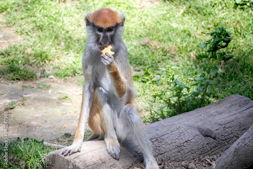 Canvas Print the monkey takes a snack break sitting on a log as a bench