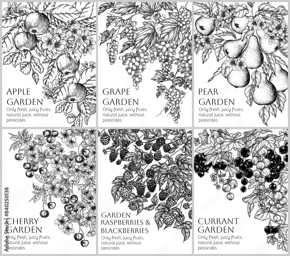 Vector set of 6 banners with fruits and berries in engraving style. Apple, pear, grapes, cherry, raspberry, currant Vector set of 6 banners with fruits and berries in engraving style. Apple, pear, grapes, cherry, raspberry, currant