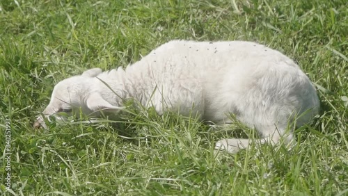 Wallpaper Mural A newborn lamb with white fur, eyes closed, lies on the green grass in the pasture. Rural livestock in their natural habitat. Sheep breeding in agriculture. Torontodigital.ca