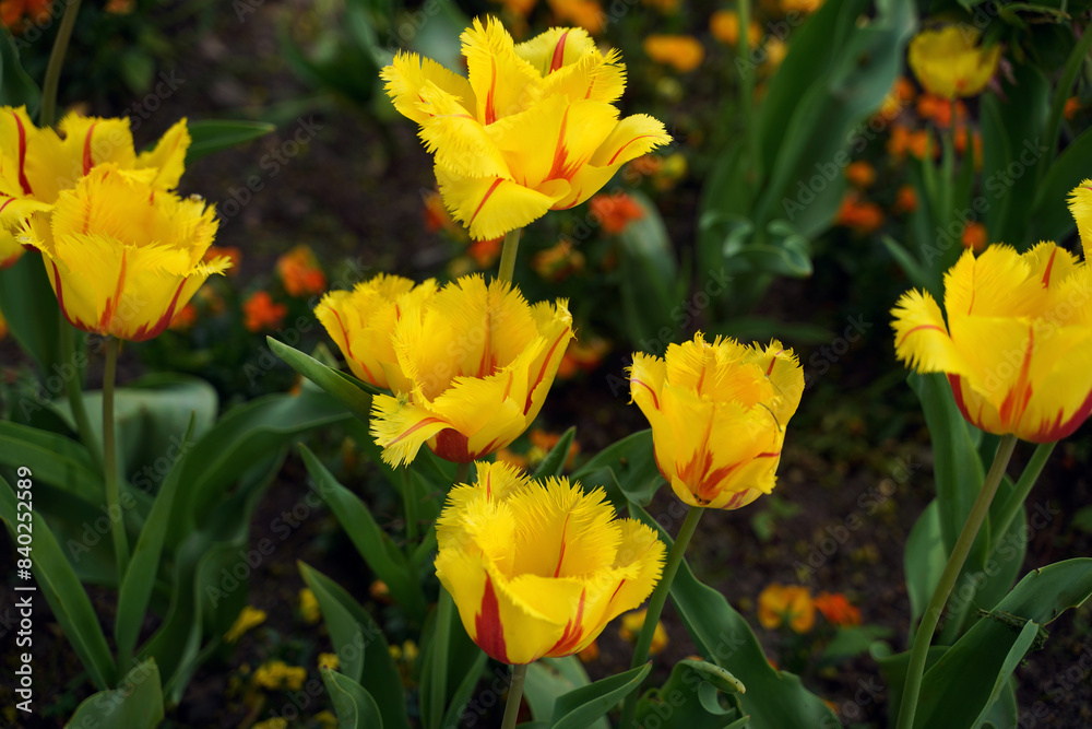 Blooming tulips in a tulip field Blooming tulips in a tulip field