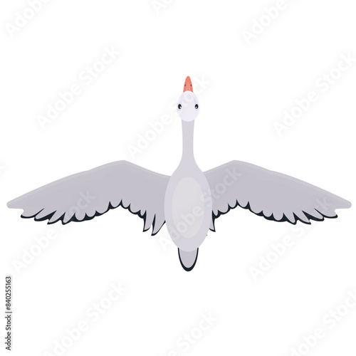 Swan. A bird in flight, vector illustration