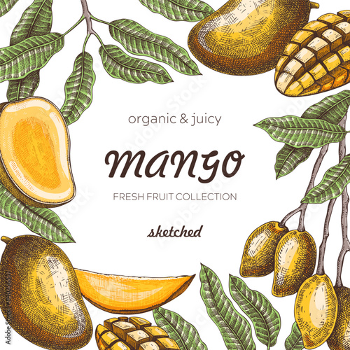 Summer background. Tropical fruit frame. Ripe mango sketch. Hand drawn vector illustration. Packaging, menu template, juice design. Mixed media style. NOT AI generated.