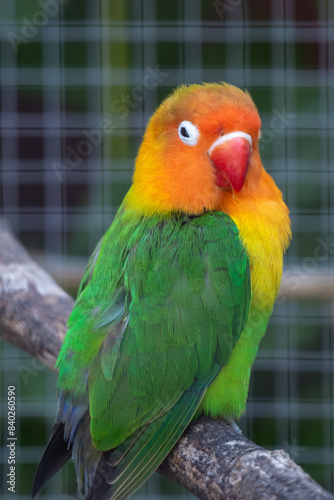 Lovebird Parrot, Agapornis Personatus animal closeup with green striated background © Laurentiu Bratu