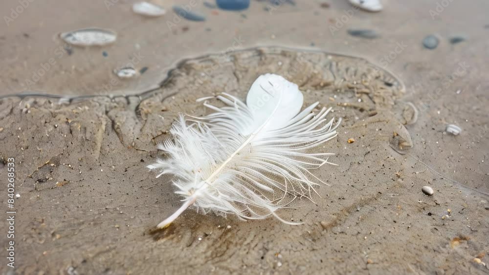 White feather on wet sand with small pebbles White feather on wet sand with small pebbles
