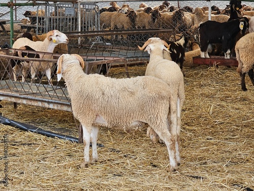 Moroccan sheep livestock for sell in a market for Eid al Adha or the Feast of Sacrifice 