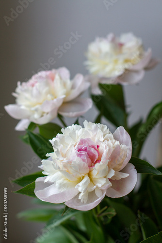 White and pink peonies