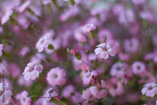 Cowherb flowers