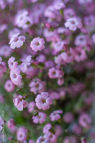 pink flowers of cowherb in the garden