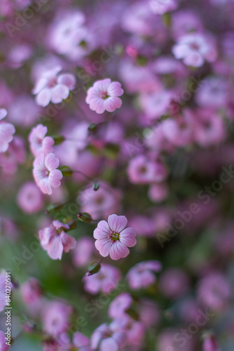 close up of pink cowherb flower