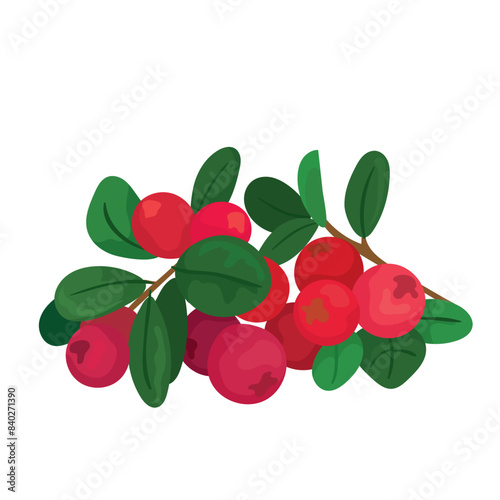 Botanical vector illustration of cute red lingonberry