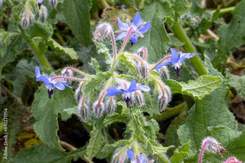 PLANTA EN FLORACIÓN. VEGETACIÓN. FLORES COLOR AZUL. BORAGO OFFICINALIS photo