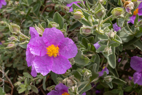 FLORES DE JARA BLANCA. CISTUS ALBIDUS. photo