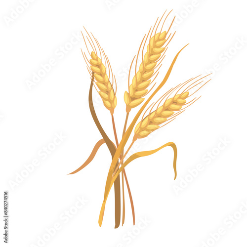 Botanic illustration three ears of wheat isolated
