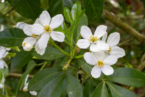 RAMAS CON HOJAS Y FLORES BLANCAS.