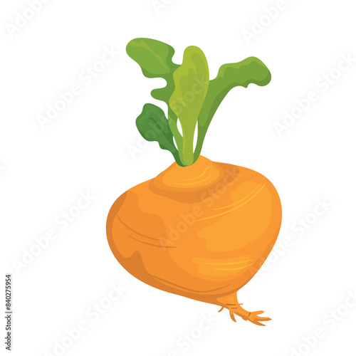 Botanic illustration of large yellow turnip vegetable