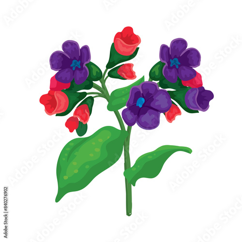 Botanic purple and pink blooming lungwort plant