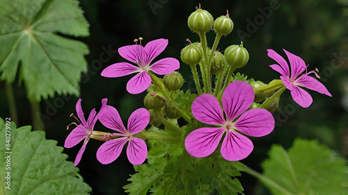 Jungle geranium or flower in Malayalam photo