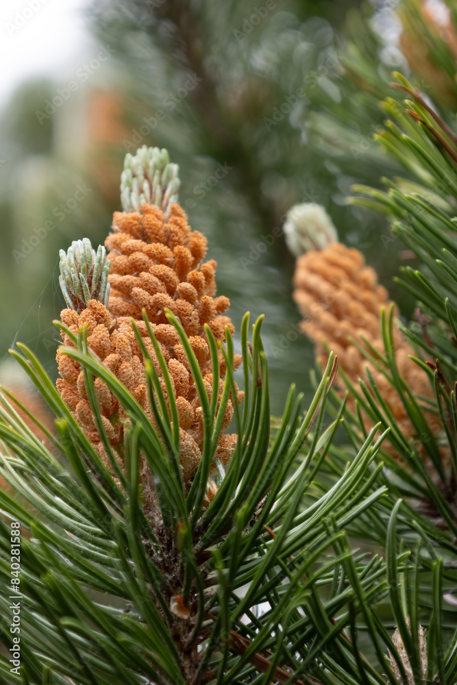 Dwarf Mountain Pine Tree, Pinus Mugo Turra, sprouting new pine cones Dwarf Mountain Pine Tree, Pinus Mugo Turra, sprouting new pine cones