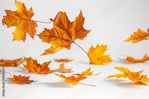 Autumn leaves fly and fall on a white background