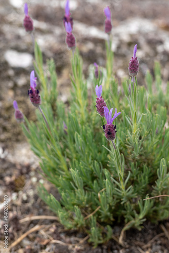 PEQUEÑA MATA CON FLORES. FLORES DE COLOR MORADO. LAVANDULA. photo