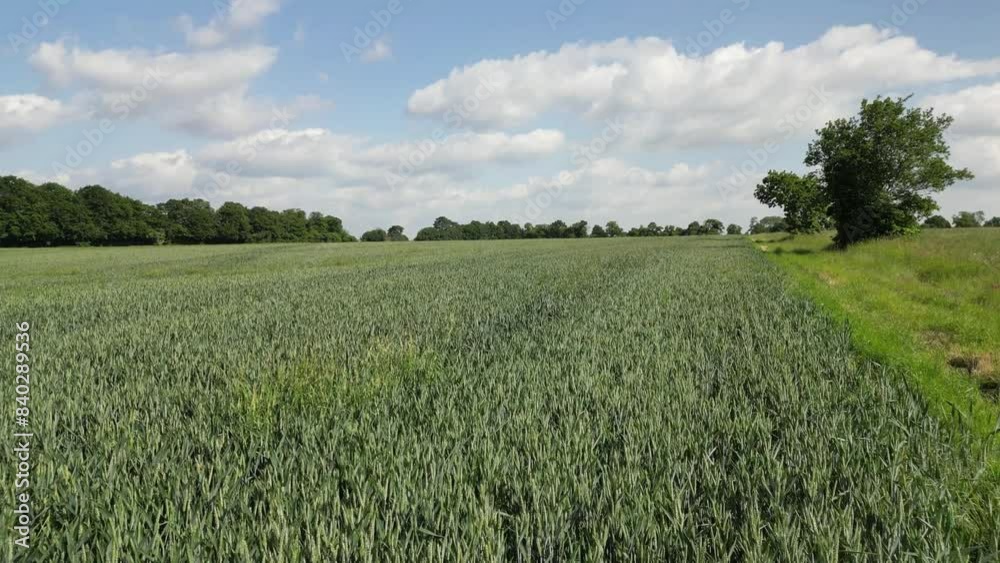 Low drone flight over arable farmland near the village of Chart Sutton in Kent, UK. Early June. Low drone flight over arable farmland near the village of Chart Sutton in Kent, UK. Early June.